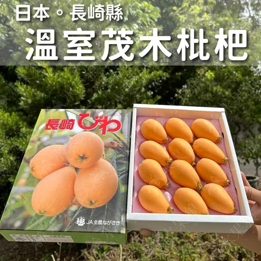 【水果狼】日本長崎縣溫室茂木枇杷禮盒 8-12玉 水果禮盒 500g±10%