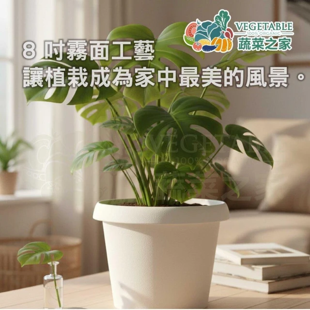【蔬菜之家】馬卡龍彩盆 5吋6吋8吋六色現貨亮面 霧面 塑膠花盆 觀葉植物 虎尾蘭 龜背芋 園藝 裝飾花