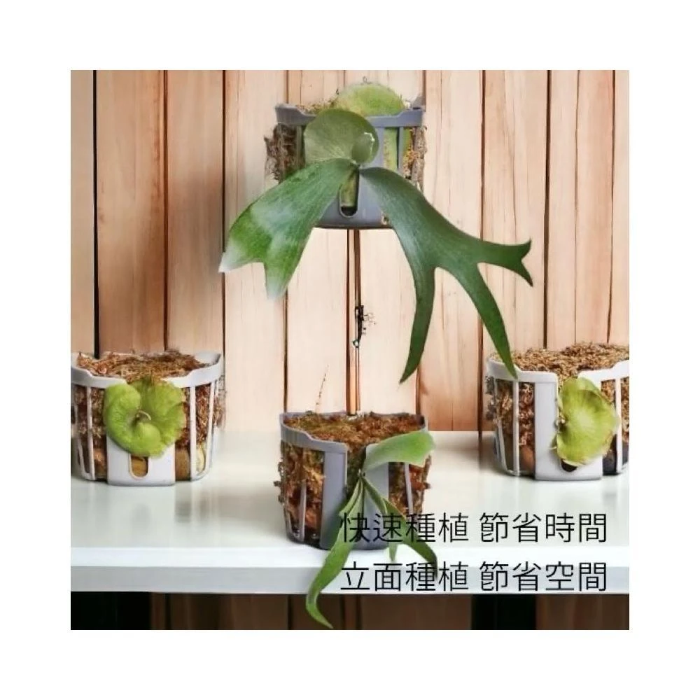《斑啾植選》快速種植籃(鹿角蕨｜懶人種植｜上板前置｜蕨類上板)